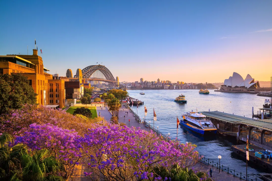 Sydney Harbour, the Opera House and the Harbour Bridge, with jacaranda in flower.