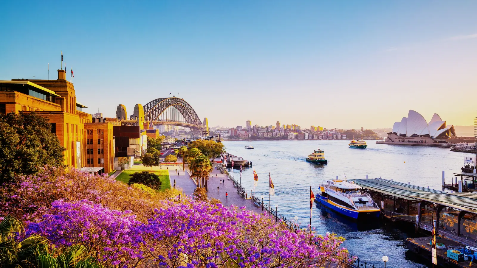 Sydney Harbour at sunset, with the Harbour Bridge, the Opera House and jacaranda in flower.